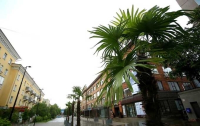 Красноярск намерен обновить коллекцию пальм за несколько миллионов рублей