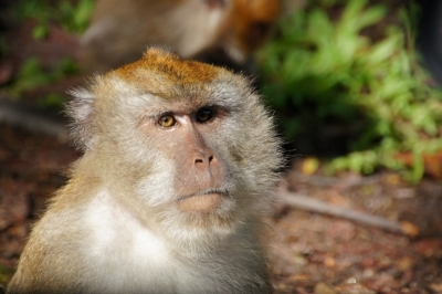 Оспа обезьян в Конго: новый штамм вызывает тревогу в научном сообществе